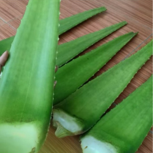 

pelepah lidah buaya asli 100% tanpa pestisida