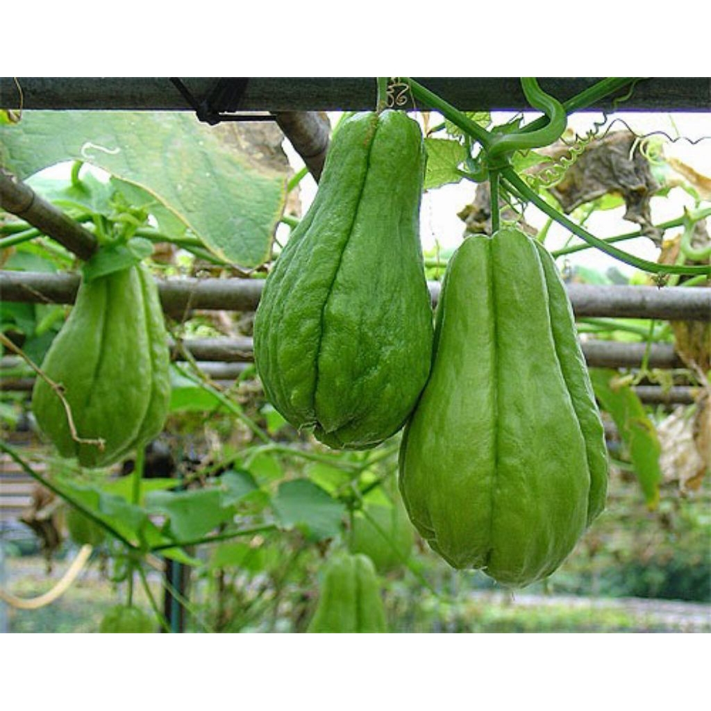 

Labu Siam Segar 1kg - Sayuran Organik - Fresh Vegetables