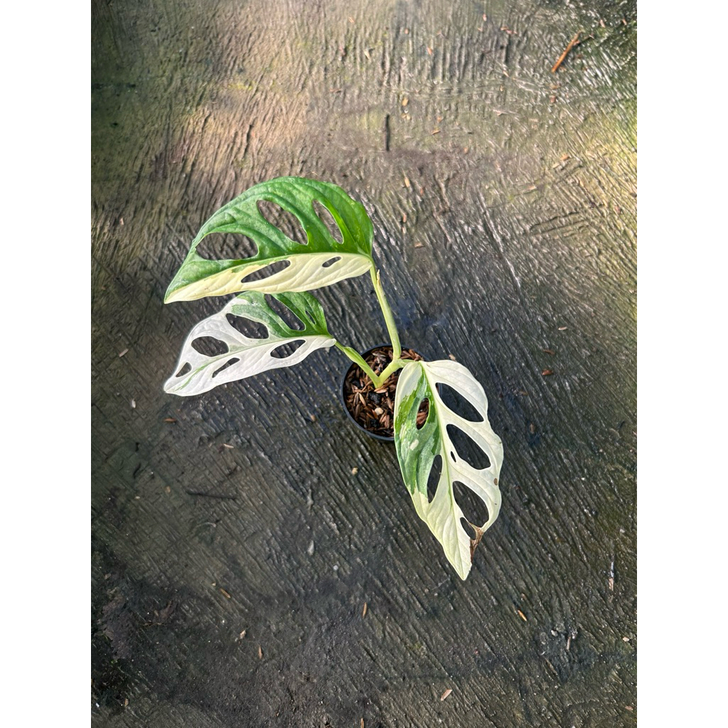 Janbol Japan Variegata Tricolor