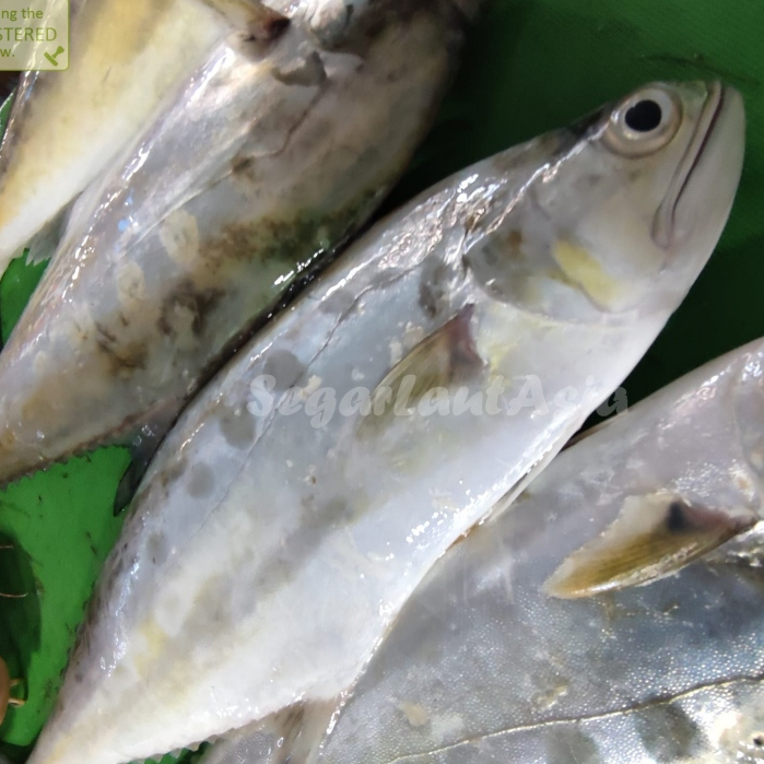 

Ikan Talang Talang 1Kg Ikan Talang Talang Segar