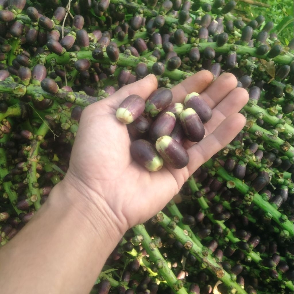 

kembang aren/langari 1kg