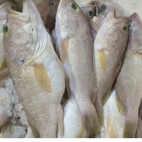 

Ikan Kerapu Segar 1Kg Ikan Kerapu Susu Goruper Fish