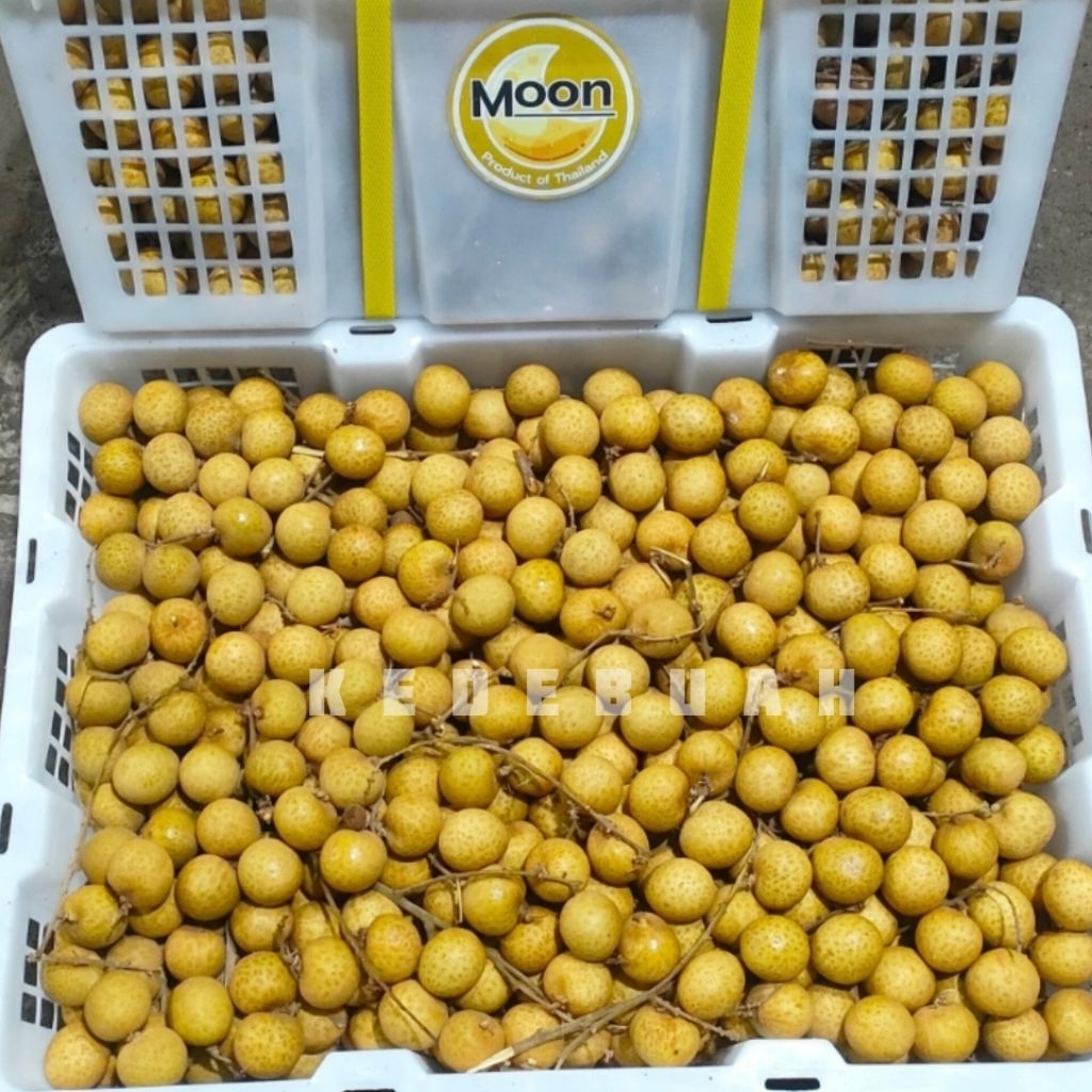 

Kelengkeng Gold Thailand