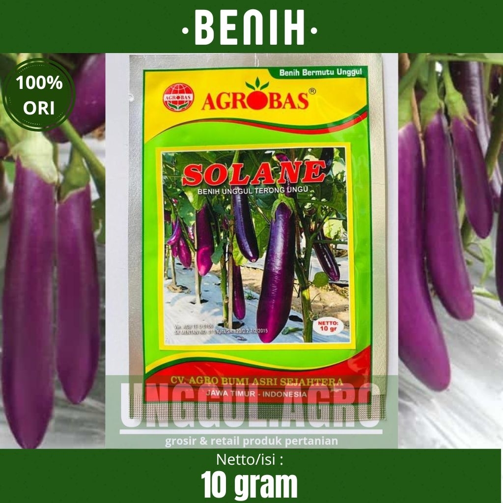 Benih terong ungu SOLANE 10gram tahan virus dari agrobas