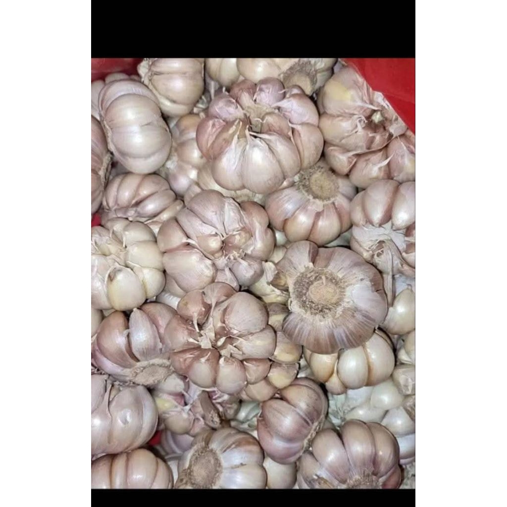 

Bawang Putih Bersih 1kg Murah