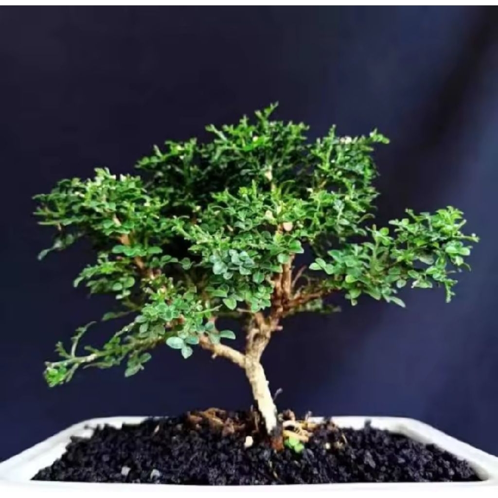 Tanaman Hias Bonsai Kemuning Micro/Bahan Bonsai Kemuning Mini