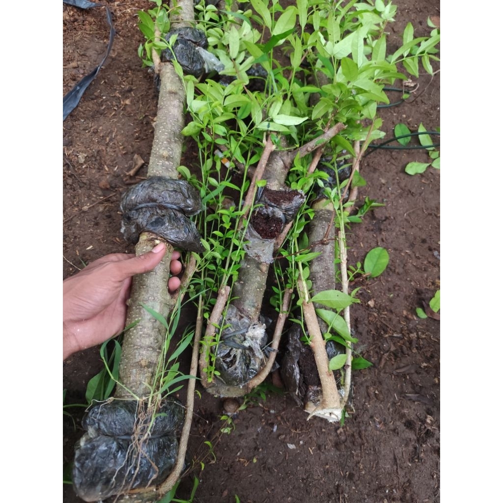 bahan bonsai cangkokan anting putri