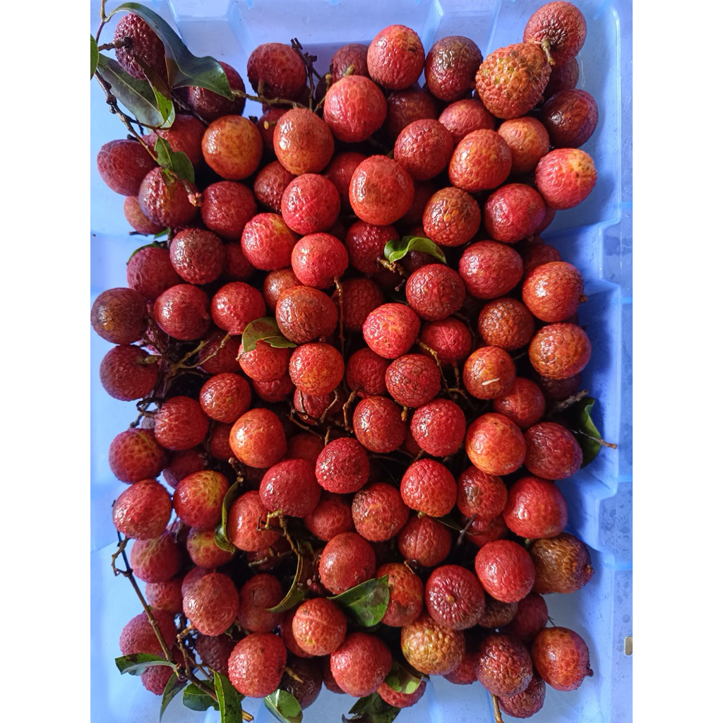 

Leci Merah / lychee vietnam