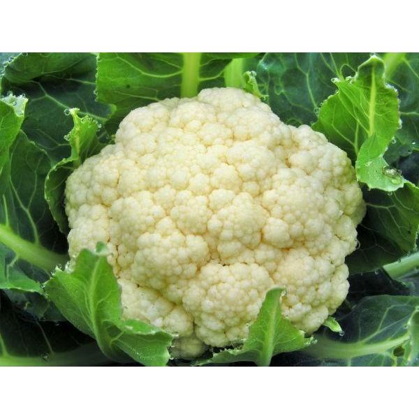 

Benih Bunga Kembang Kol LARISSA Cap Panah Merah