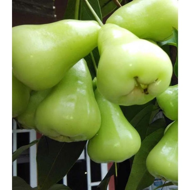 

Pohon Jambu Madu Deli Hijau Segar-TERBATAS