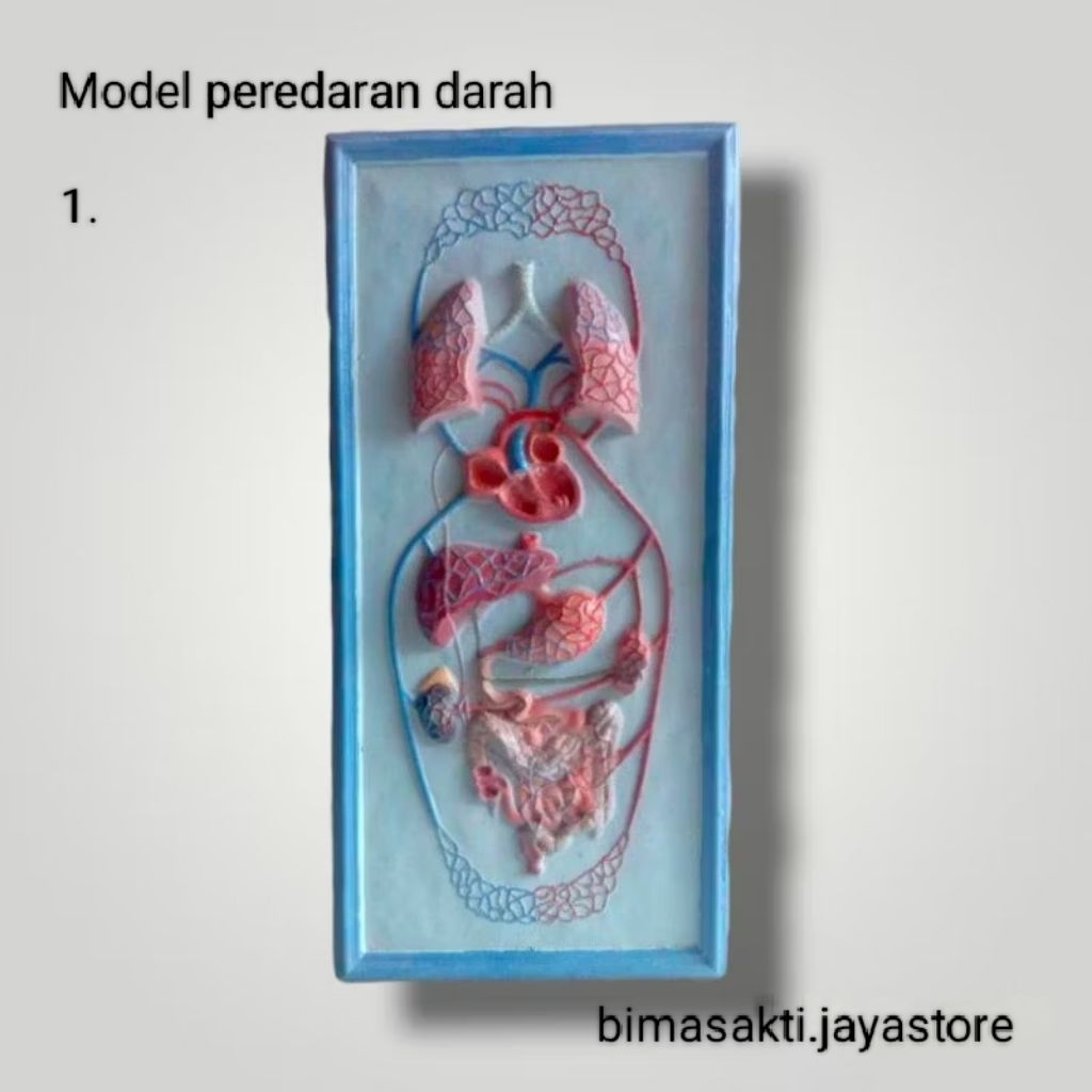 

Torso alat peraga pendidikan IPA model penampang, peredaran darah,syaraf, pencernaan,pernafasan,pembuluh darah