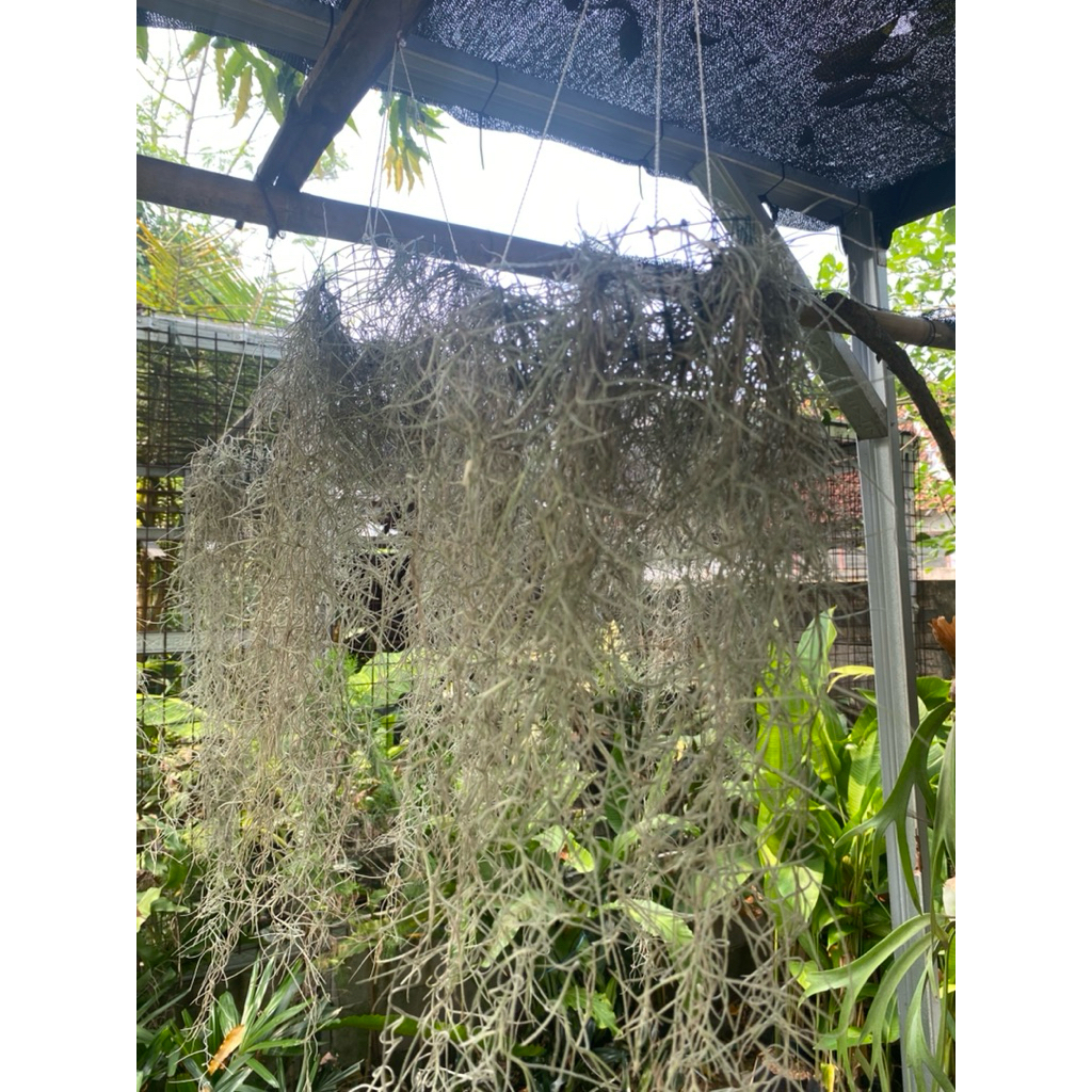 TANAMAN HIAS GANTUNG JANGGUT MUSA