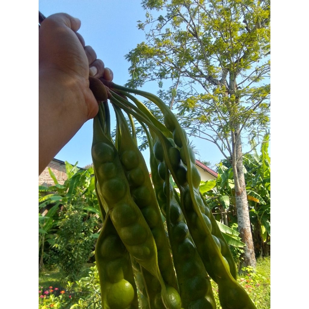 

Pete Petai Petik Kebun Hari Ini