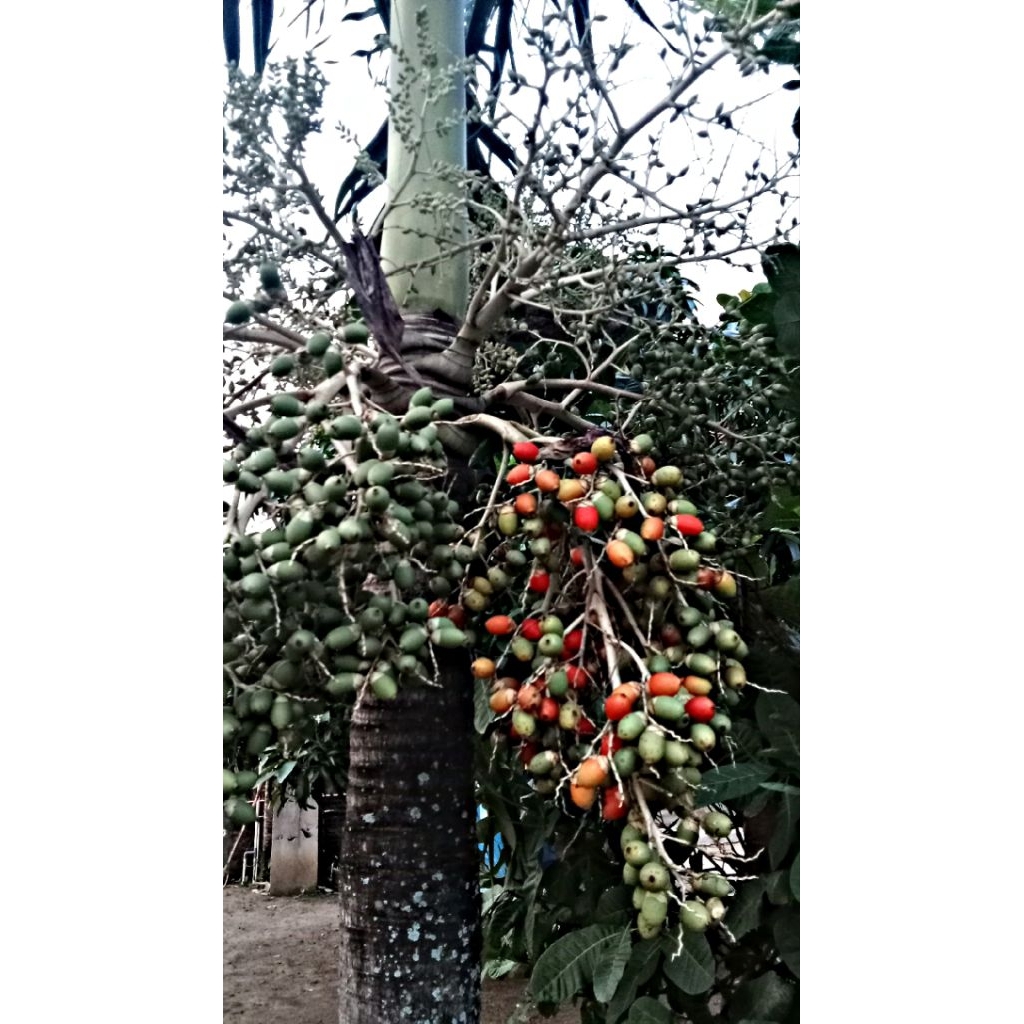 

buah palem putri(muda) di jamin fresh isi 6buah Pelem muda