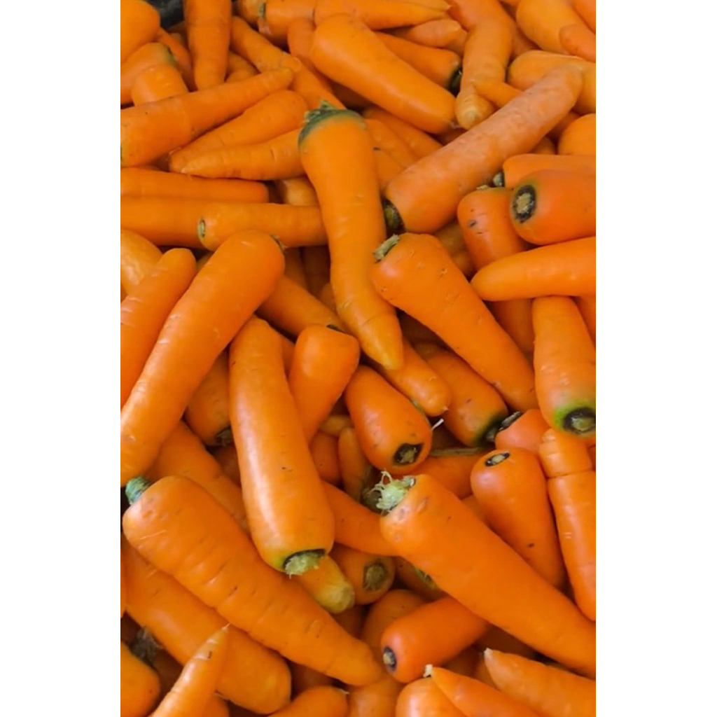 

WORTEL SEGAR FRESS 1KG