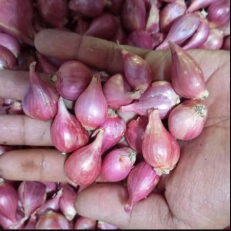 

35 Ribu 1kg bawang merah Ukuran Kecil Kering/bawang kecil/bawang kirim pabrik/kering/cocok utk warung makan