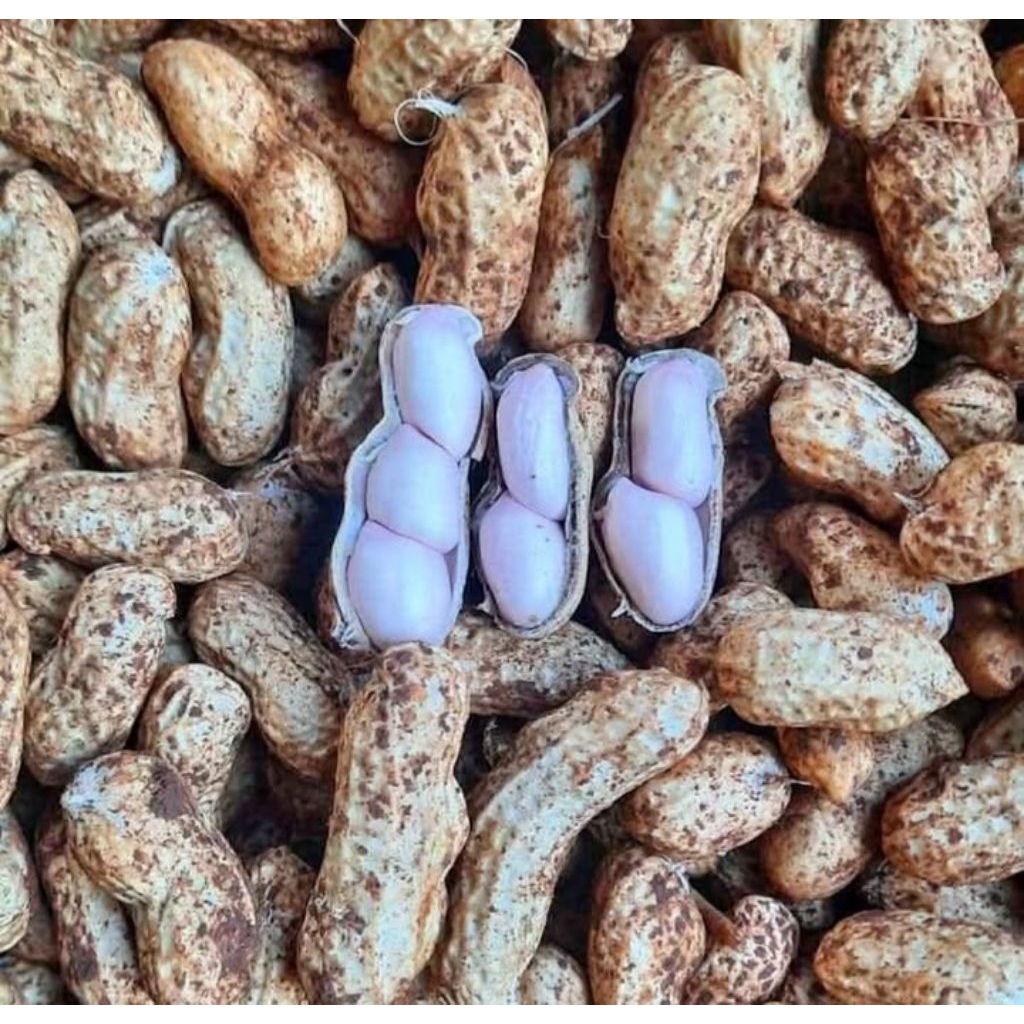 

Kacang tanah kacang Garuda manis mentah 1kg