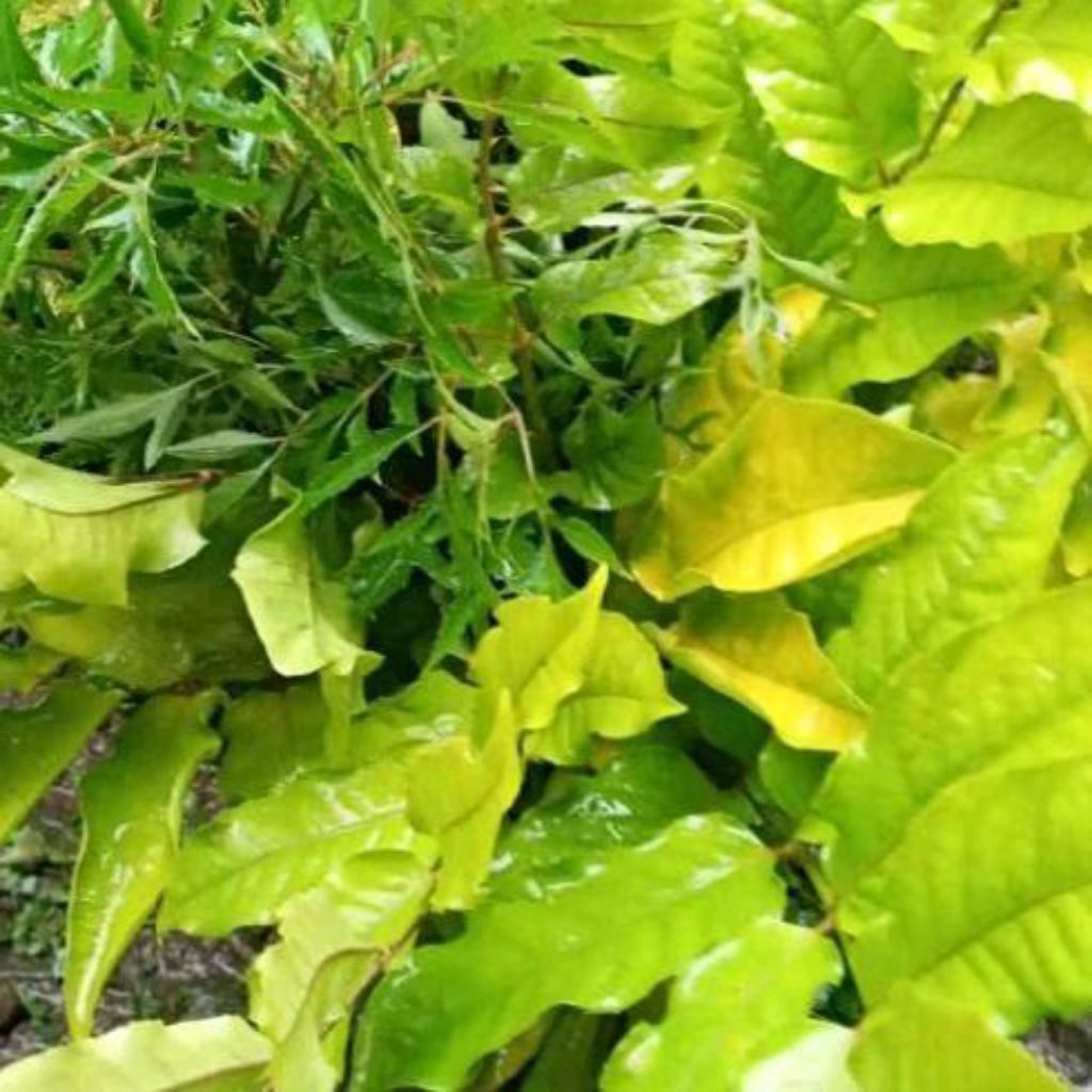 

Daun cakla cikli segar 500 gram