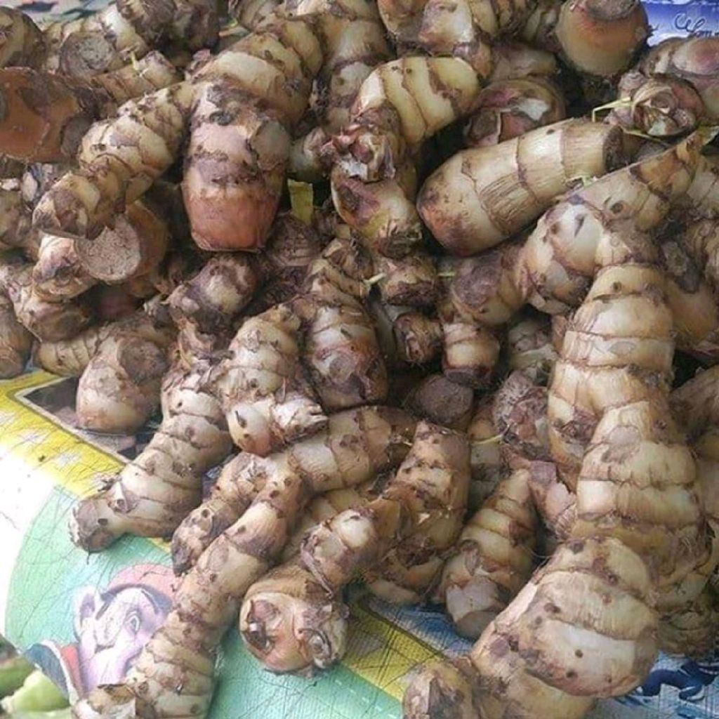 

Umbi ganyong asli ganyong organik 1 kg