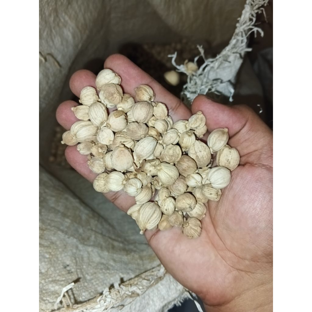 

Kapulaga Kering, Super, Kering Jemur, Termurah