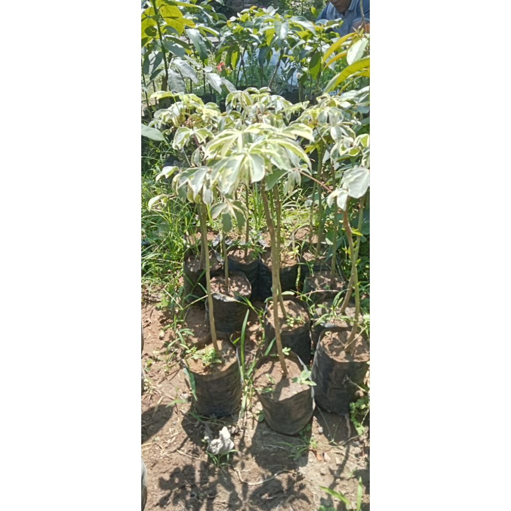 bibit randu varigata