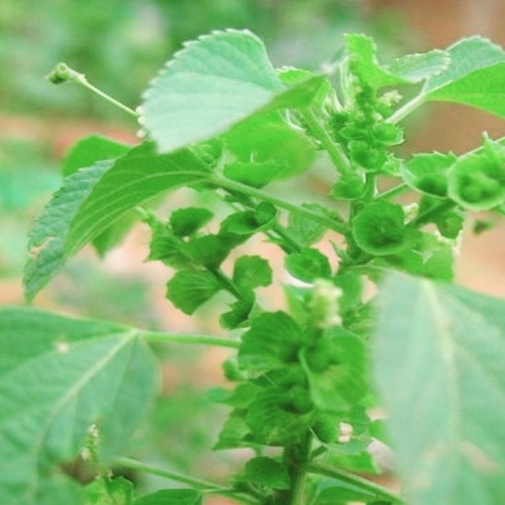 

Daun Anting anting segar 100gr/Tanaman Catnip/Acalypha indica L/ tanaman kucing kucingan/anting putri