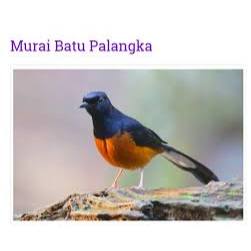 Murai Muda Hutan  Jantan Pilihan Mulus Ekor Klewer