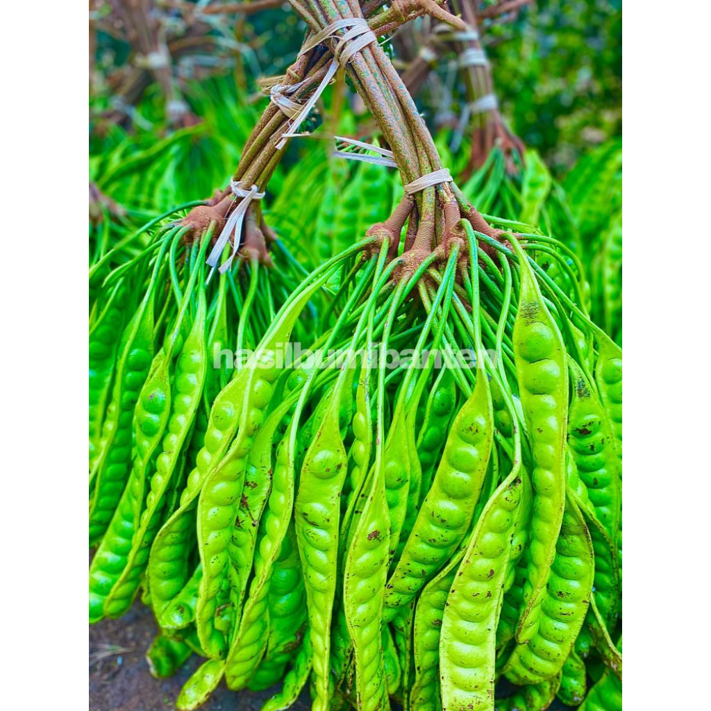 

PETE/PETAI PADI PENDEK ISI 50 PAPAN LONJOR TUA SUPER