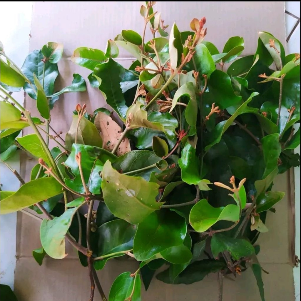 

benalu jeruk nipis kualitas segar petik langsung 1,KG/500, GRM