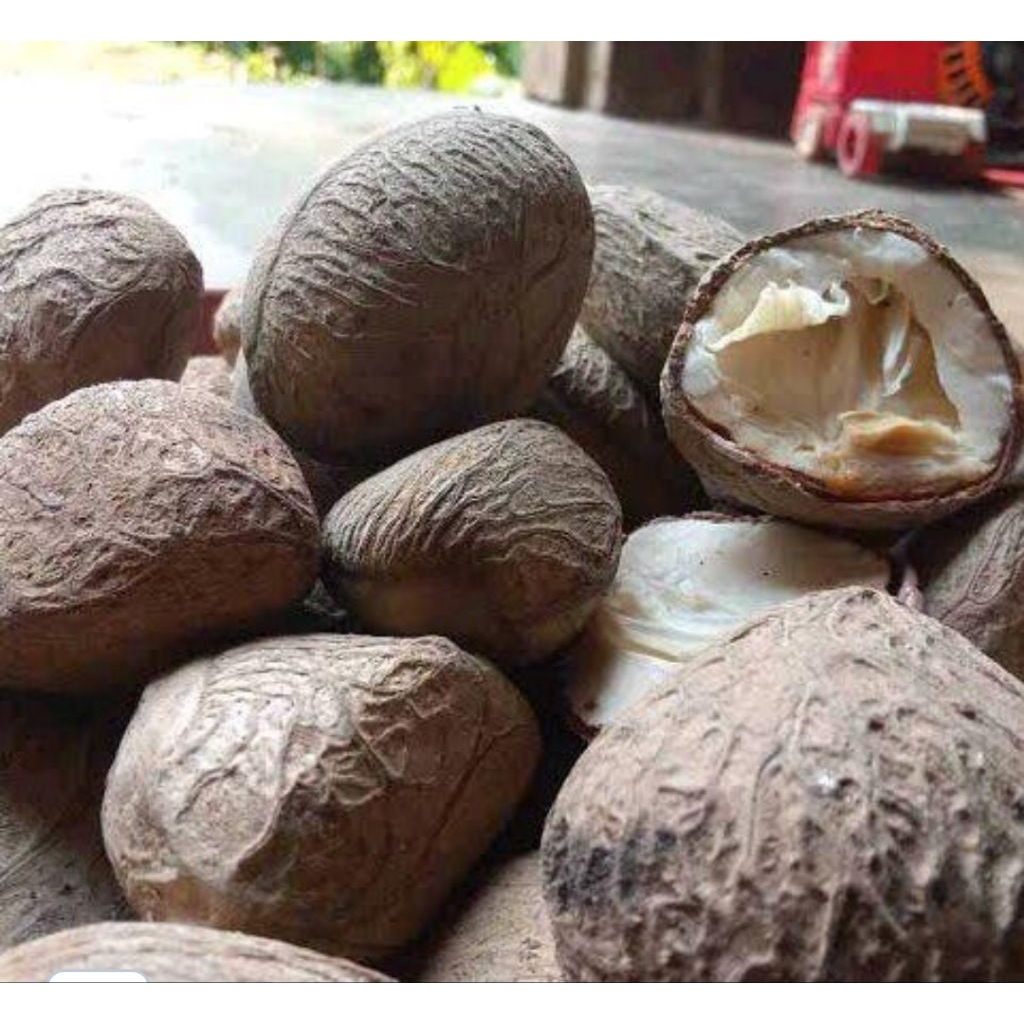 

1 kg buah kluwek/picung mentah