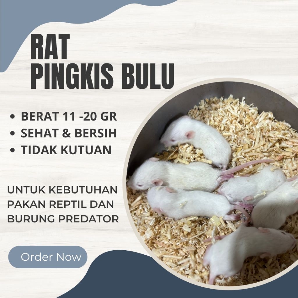 Tikus putih pingbul rat