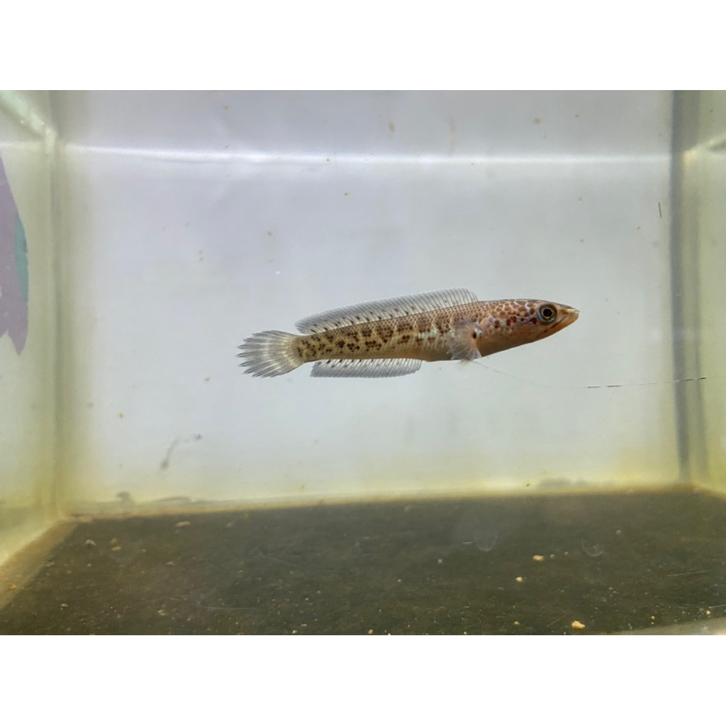 Channa Auranti CB Cina Simet size 4-5cm