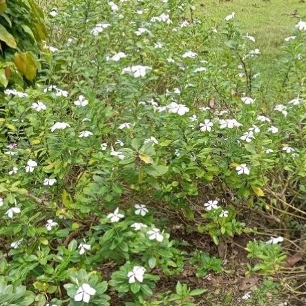 

Daun Tapak Dara Segar /50Gram