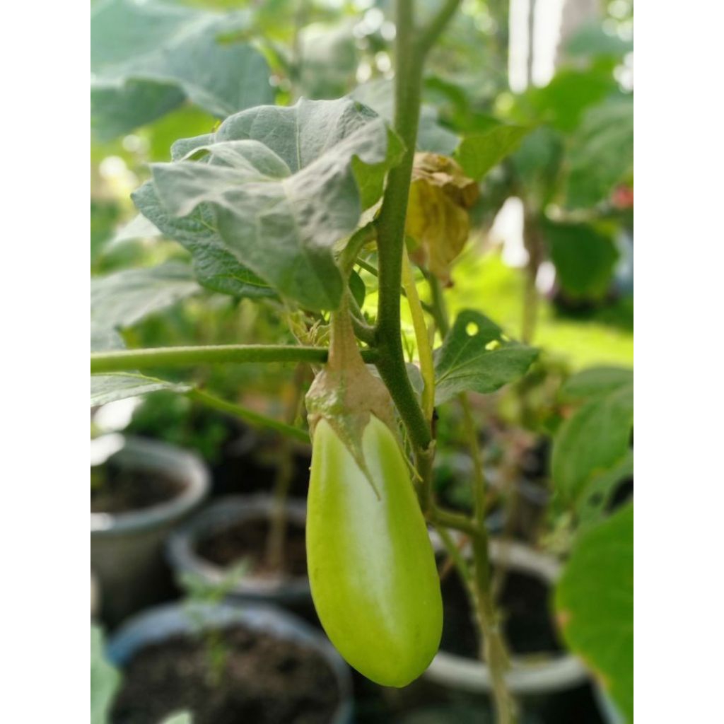 25 Biji Benih Terong Kopek | Benih Sayuran | Benih Terong | Benih Terong Hijau |