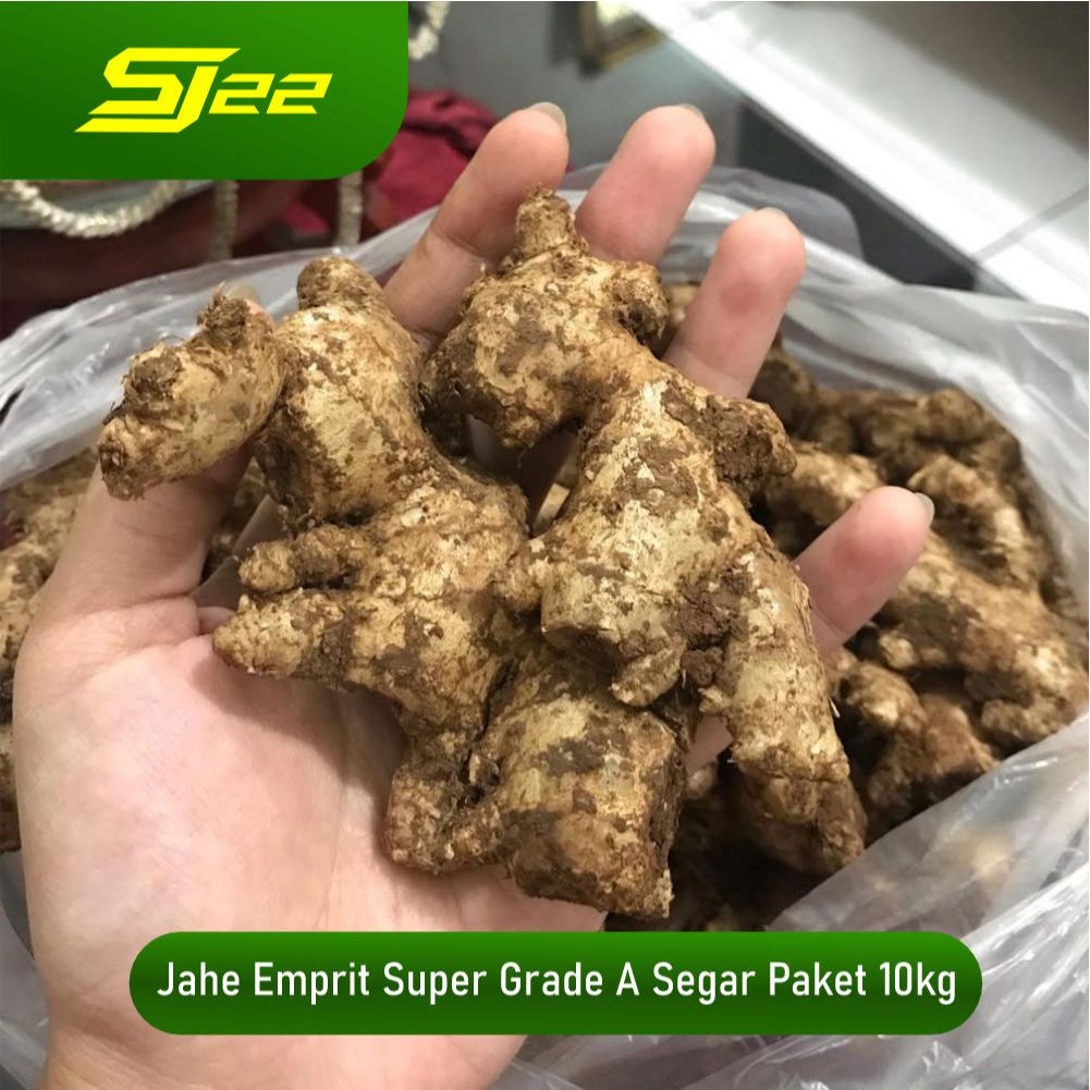 

PROMO Jahe emprit Segar Jahe Fresh Jahe Super Jahe Premium Rempah Rempah