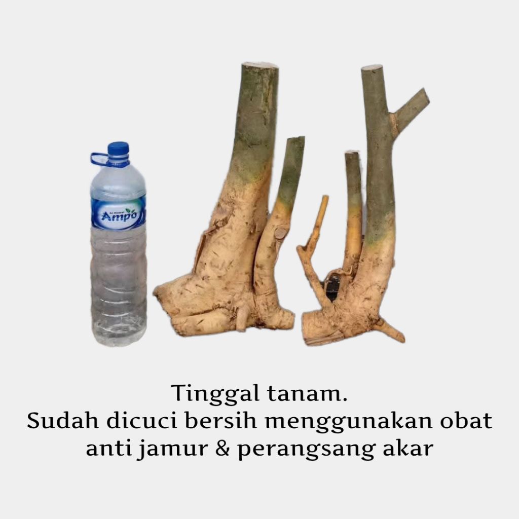 Dongkelan bahan bonsai serut big berkarakter