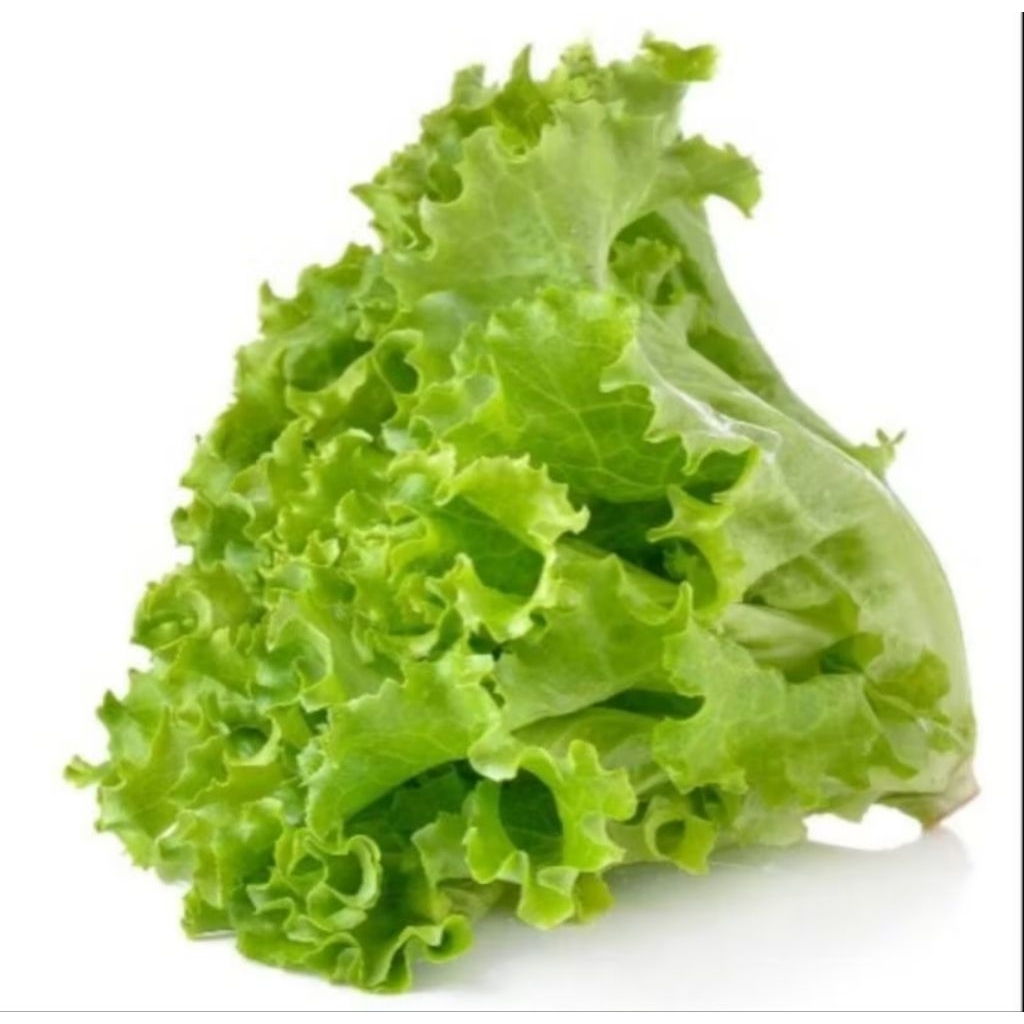 

selada keriting 1 kg