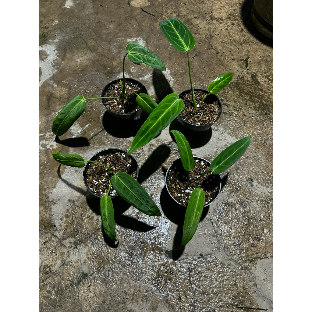 anthurium warocqueanum (lidah gajah)