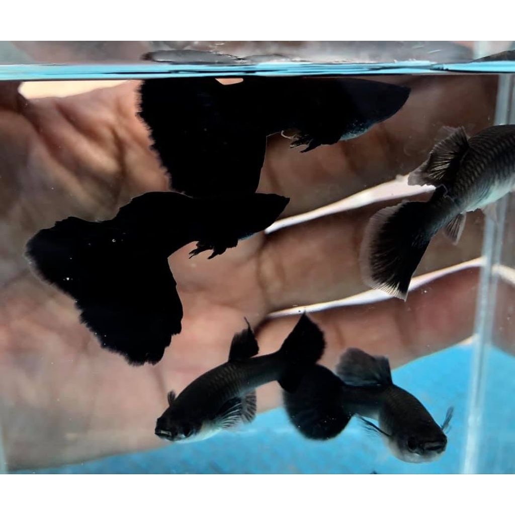 Kardus Isi Guppy Black Moscow satu pasang indukan