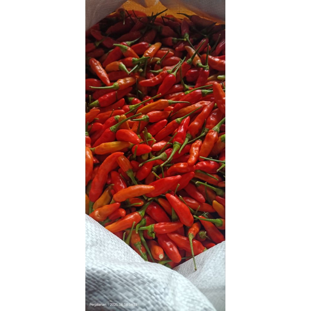 

Cabai Rawit Segar | Pedas Asli | Kualitas Terbaik | Segar Dari Petani Lokal