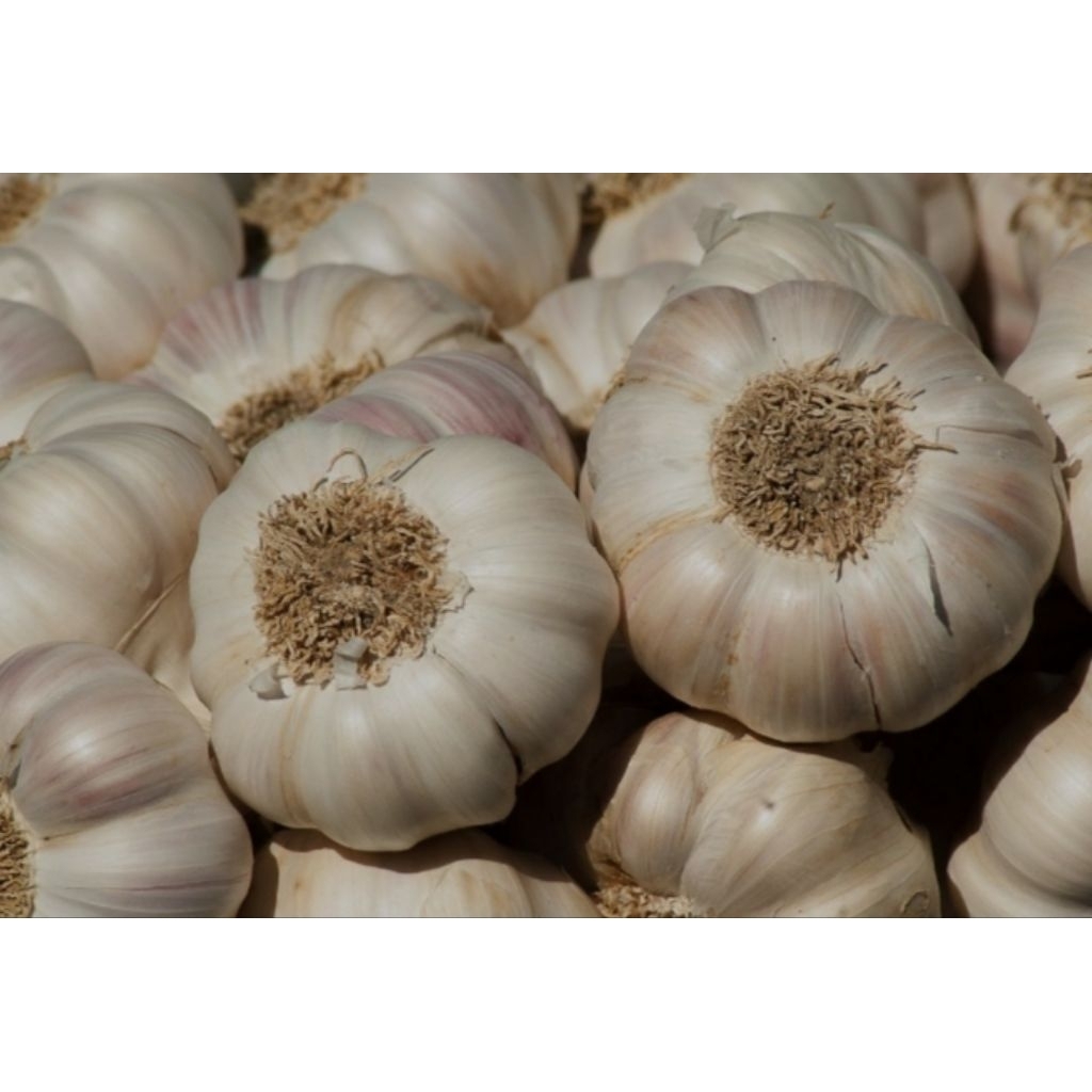 

bawang putih bonggol