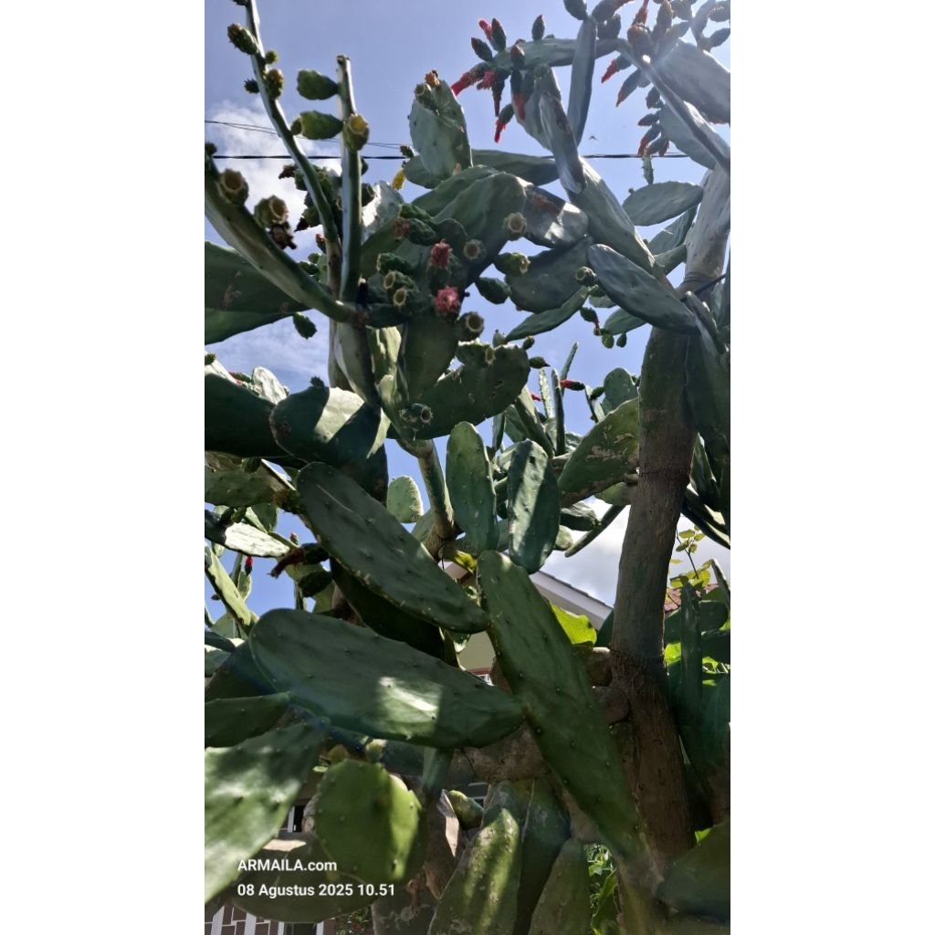 

Kaktus Centong Segar Fresh 1kg