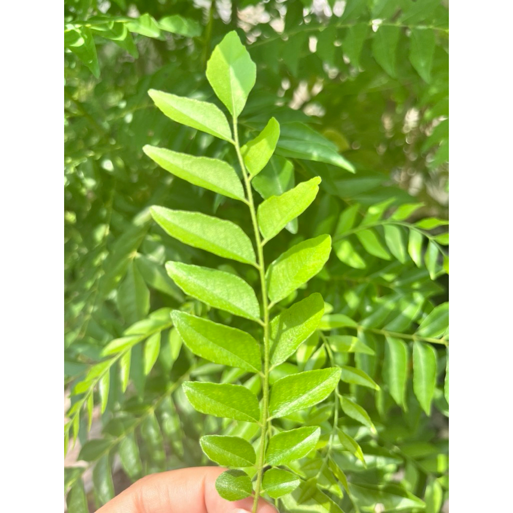 

Daun Kari Segar /Daun Salam Koja Fresh