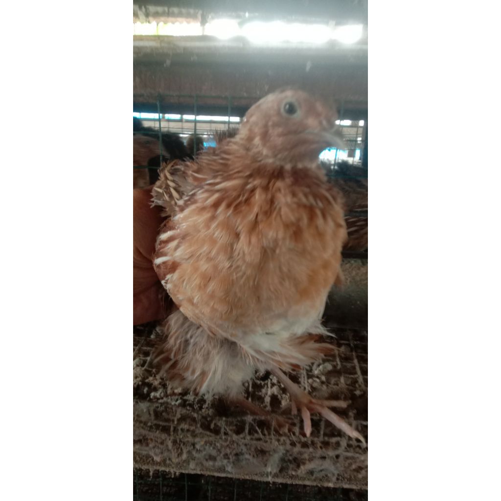 Telur Puyuh Fertil GPS Coklat