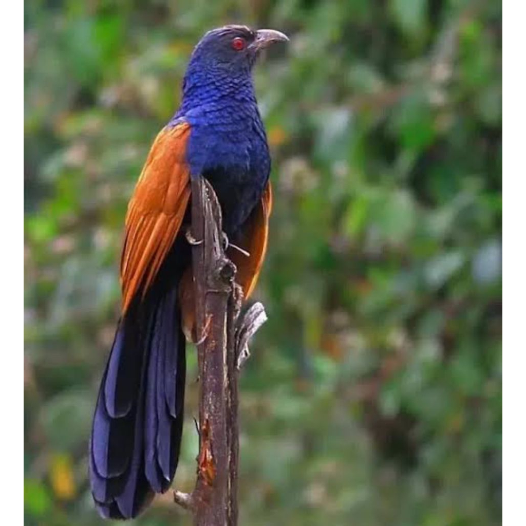 

telur fertil burung bubut Jawa siap tetas