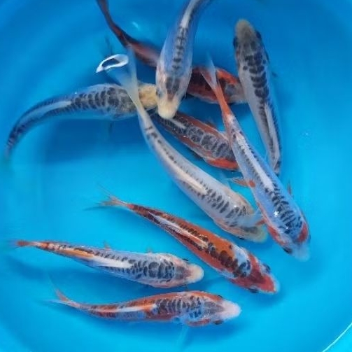 Bibit ikan koi shushui langka size 25-30 cm