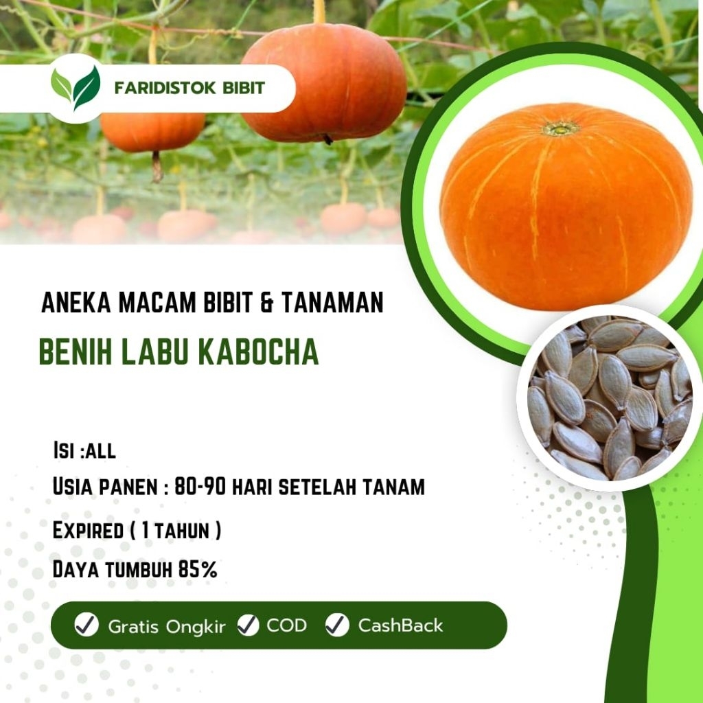 50 biji benih labu kabocha ( labu jepang)