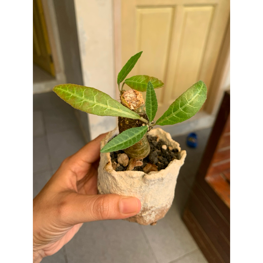 Dorstenia Lancifolia | Tanaman gurun