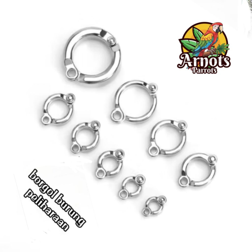 RING BORGOL KAKI BURUNG PARROT CONURE FALK NURI