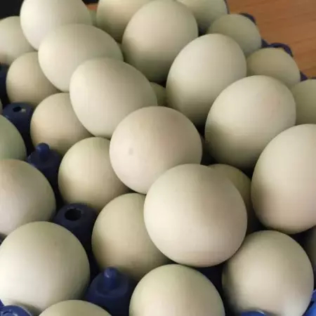 

Telur Endog Asin Asli Masir Endug Bebek Matang